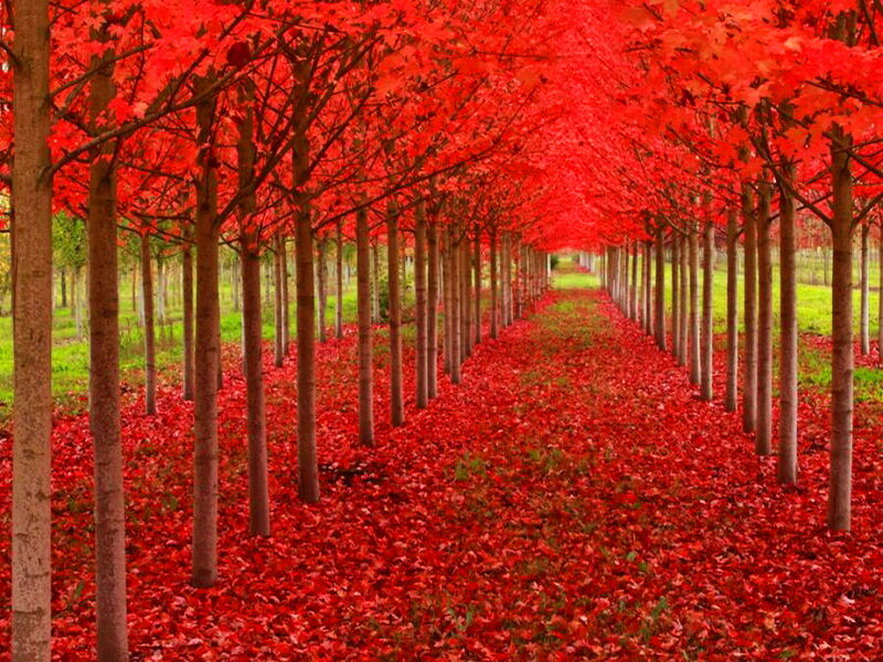 Red-leafed Tree Tunnel — Red, Serene, Autumn