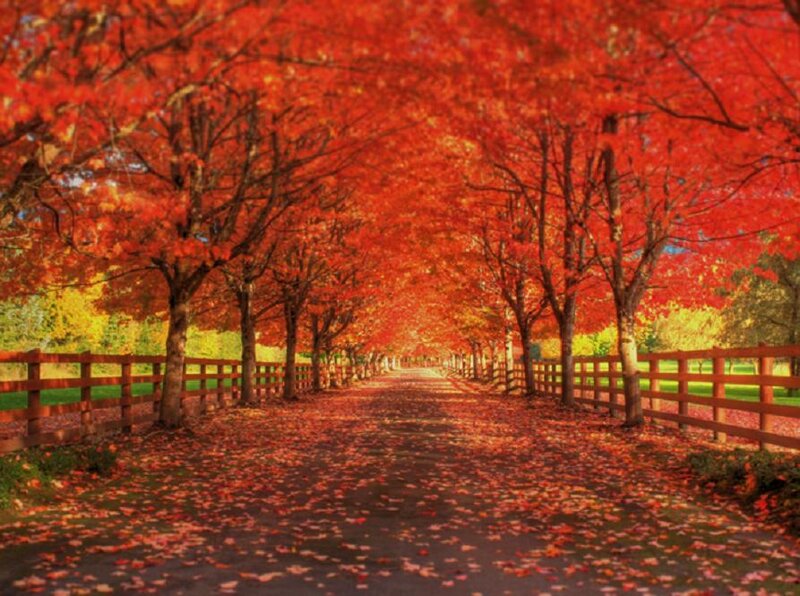 Red-leafed Tree Tunnel — Red, Serene