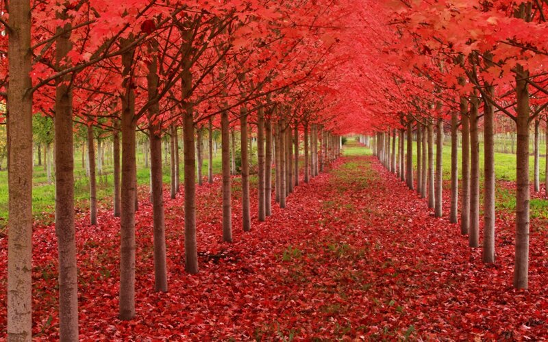 Red-leafed Tree Tunnel — Red