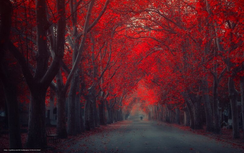Red-leafed tree tunnel