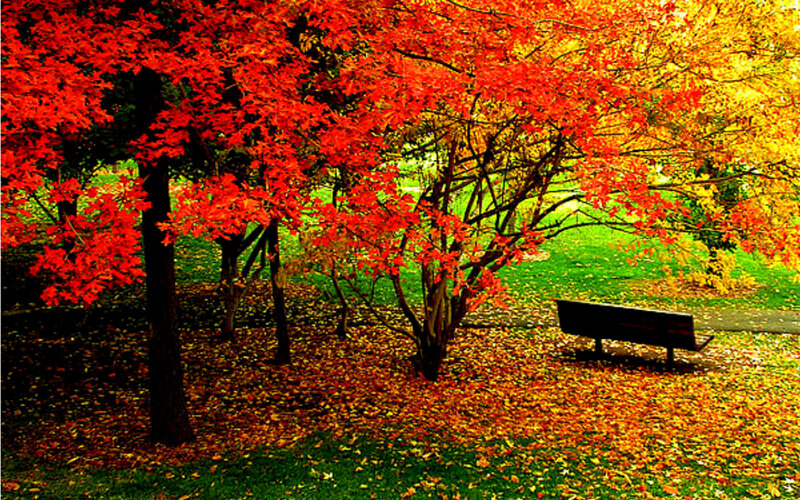 Red-leafed Tree with Bench
