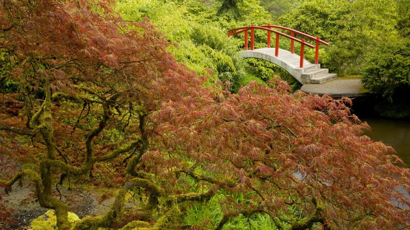 Red-leafed Tree with Bridge — Green