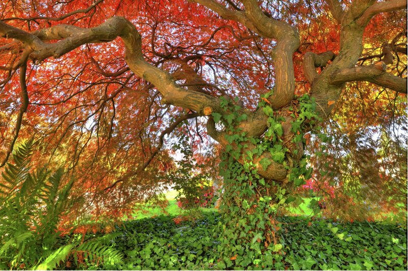 Red-leafed Tree with Ivy