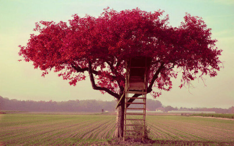 Red-leafed Tree with Ladder — Red