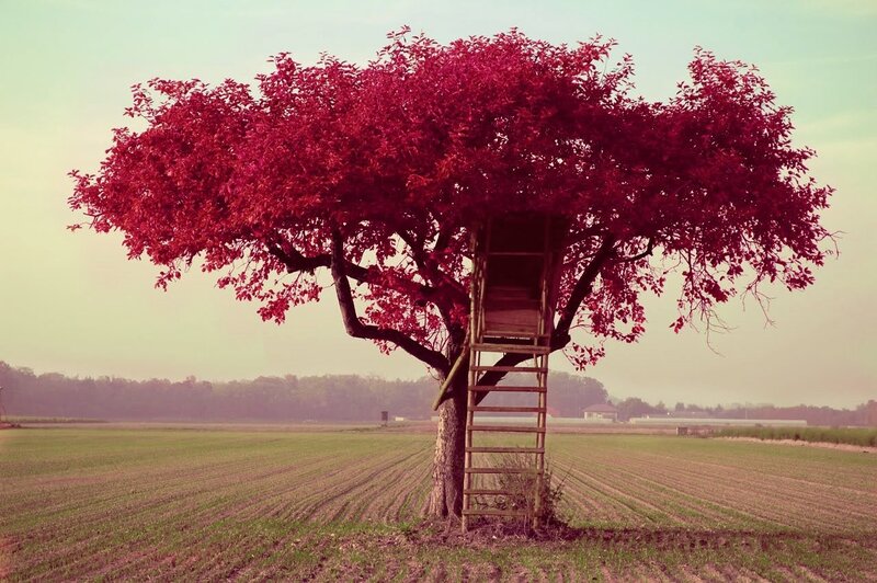 Red-leafed tree with ladder