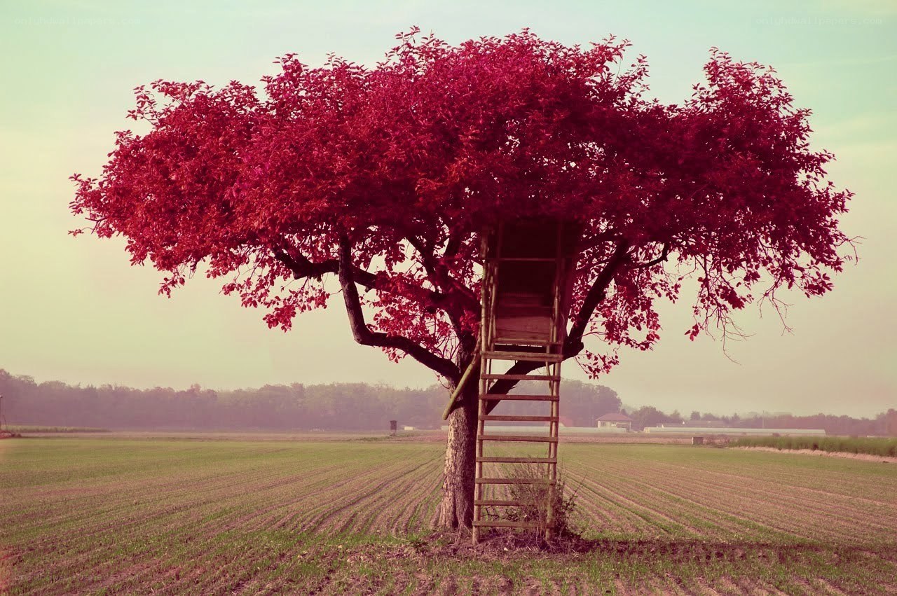 Red-leafed tree with ladder