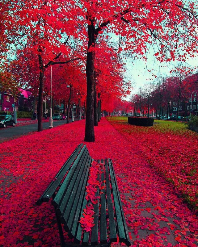Red-leafed Trees and Bench