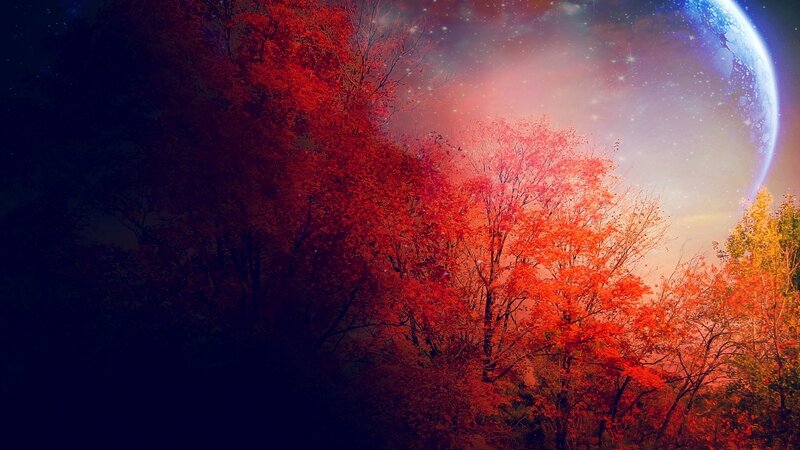 Red-leafed Trees at Night