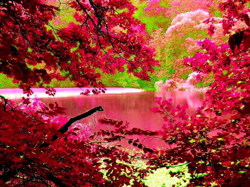Red-leafed Trees by Lake — Pink