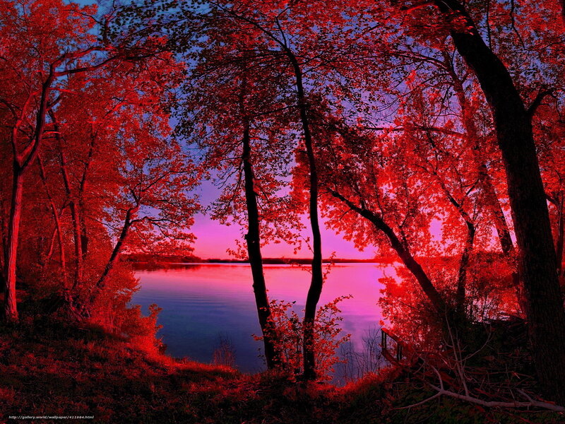 Red-leafed Trees by Lake — Red, Dramatic