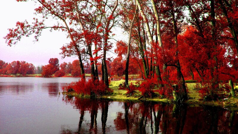 Red-leafed Trees by Lake — Red, Serene, Autumn