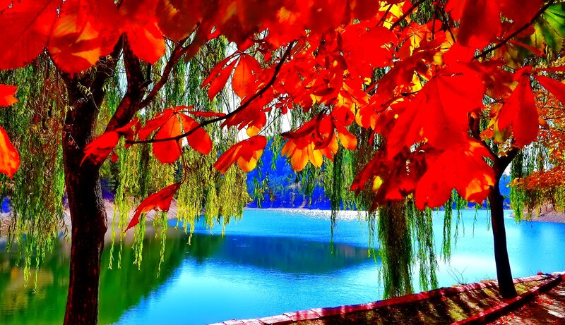 Red-leafed Trees by Lake — Red