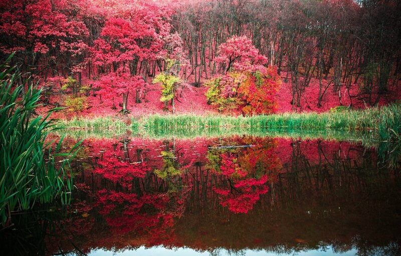 Red-leafed Trees by Pond — Red