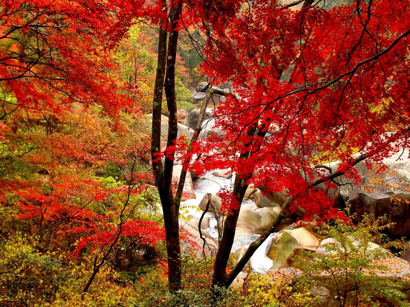 Red-leafed Trees by Stream