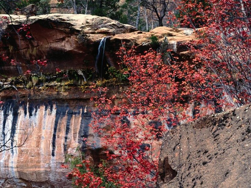 Red-leafed Trees by Waterfall — Red