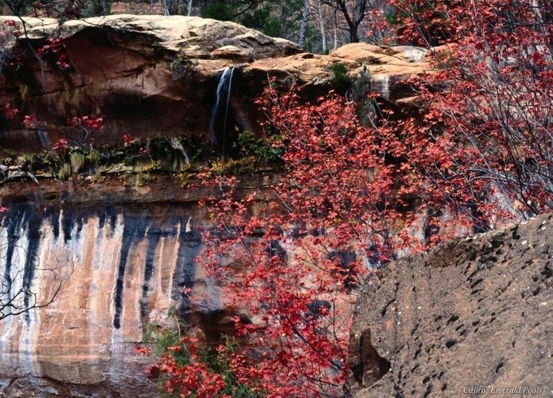 Red-leafed Trees by Waterfall