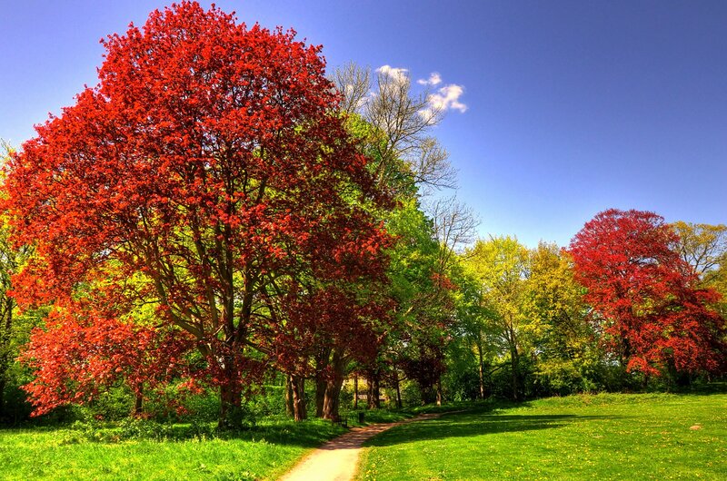 Red-leafed trees in a park