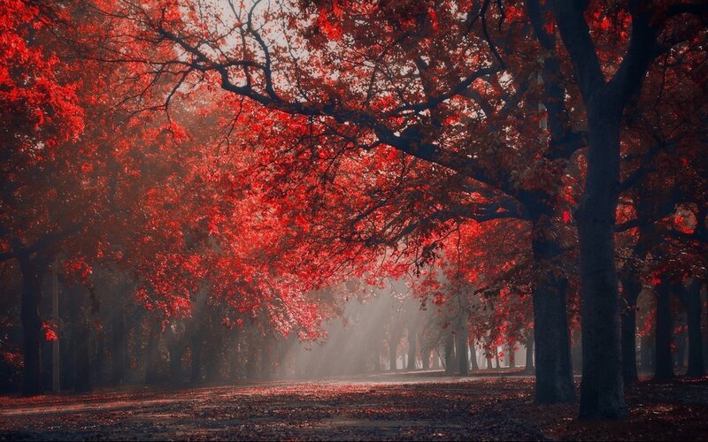 Red-leafed Trees in Alley