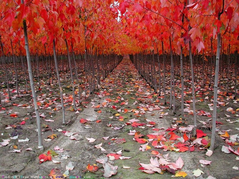 Red-leafed trees in autumn