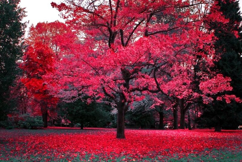 Red-leafed trees in autumn
