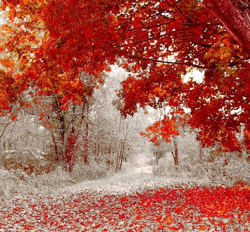Red-leafed Trees in Autumn — Red, Serene, Photograph, Path, Leaves