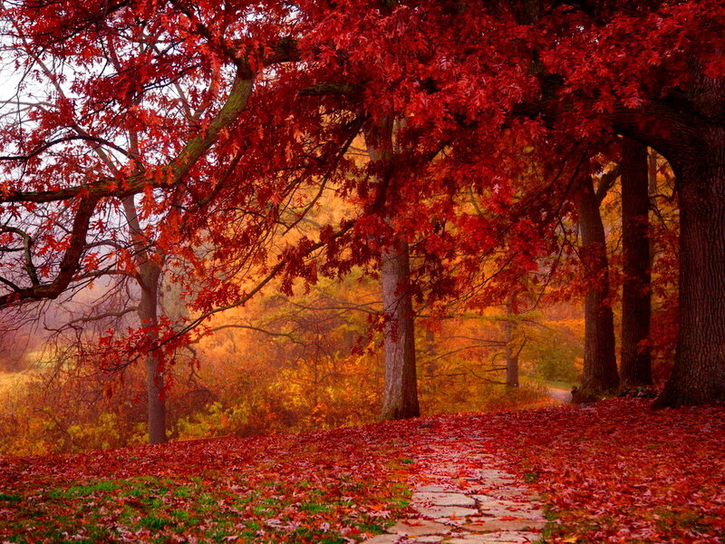 Red-leafed Trees in Autumn — Red, Serene, Photograph, Path