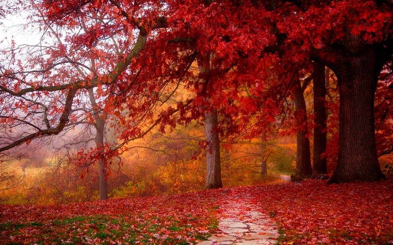 Red-leafed Trees in Autumn — Red, Serene, Photograph