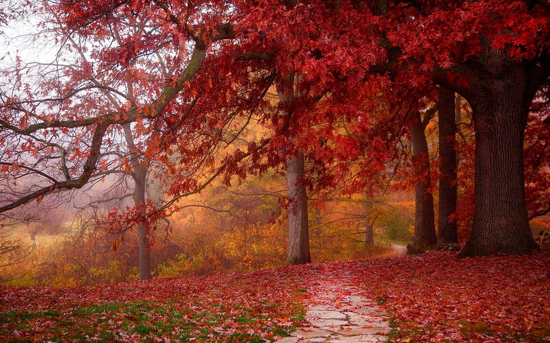 Red-leafed Trees in Autumn — Red, Serene