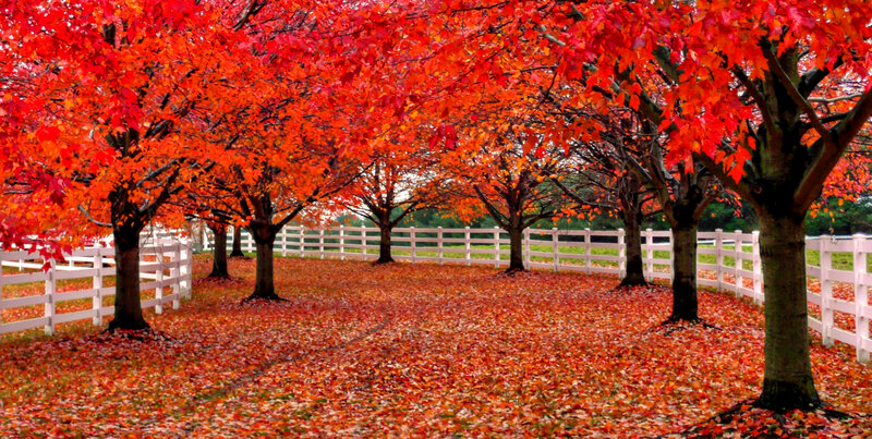 Red-leafed Trees in Autumn — Red
