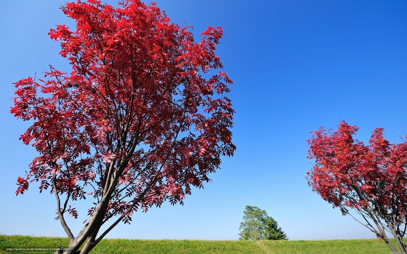 Red-leafed trees in blue sky