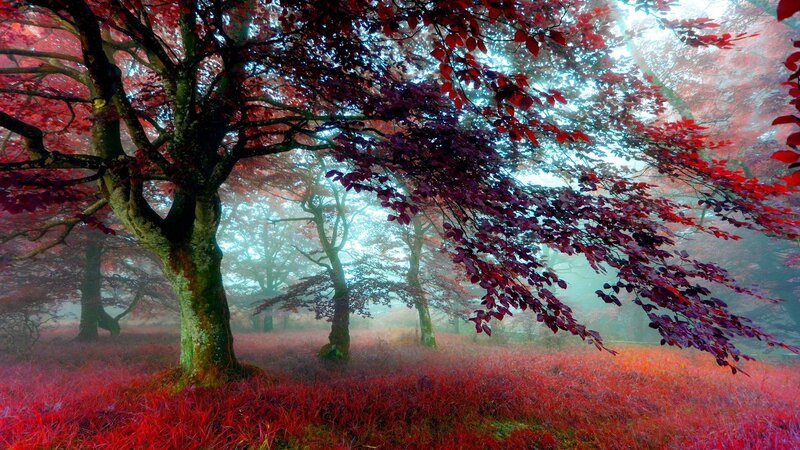 Red-leafed Trees in Fog — Red, Misty, Autumn, Photograph, Grass