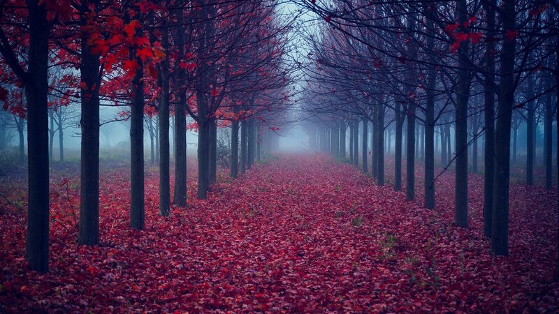 Red-leafed Trees in Fog — Red, Misty, Autumn, Photograph, Leaves, Path