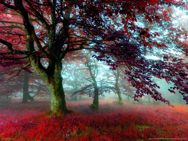 Red-leafed Trees in Fog — Red, Misty, Autumn