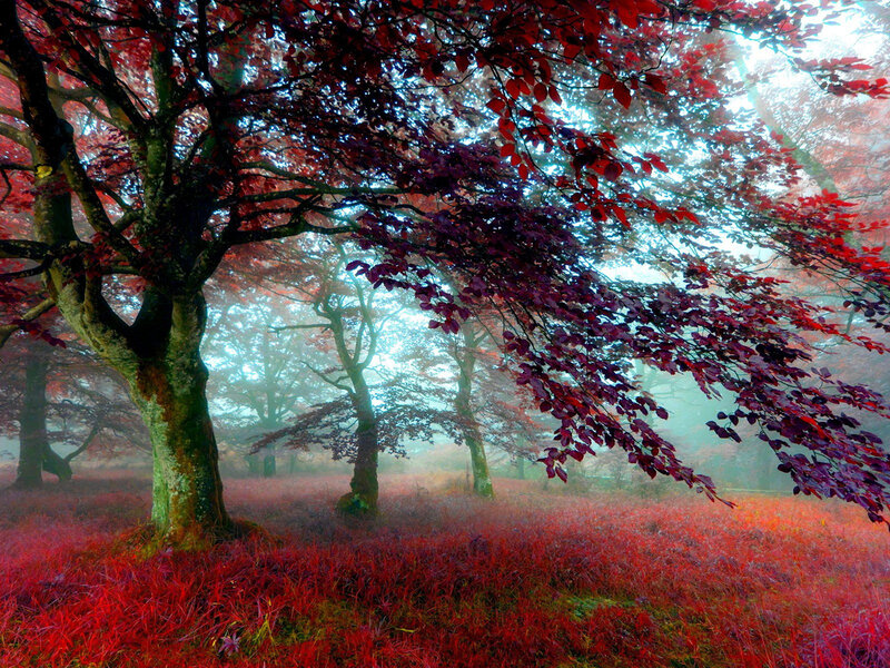 Red-leafed Trees in Fog — Red, Misty
