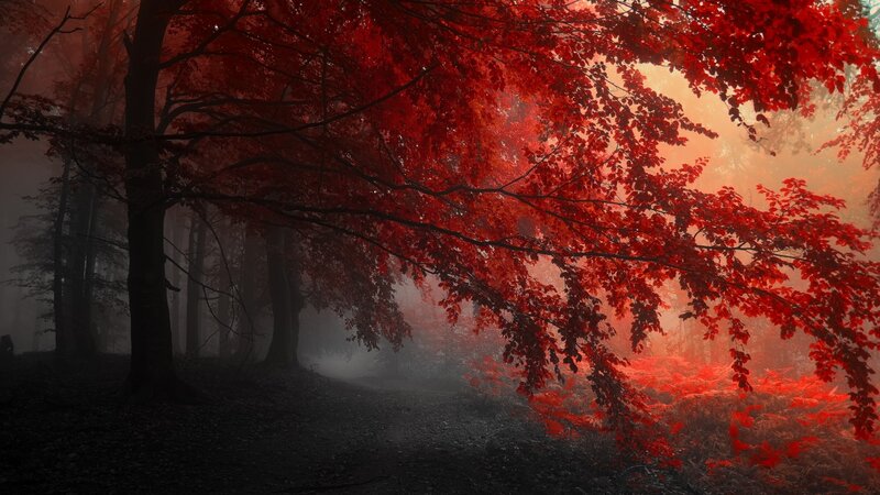 Red-leafed Trees in Fog — Red, Mysterious