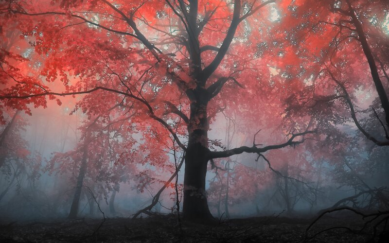 Red-leafed Trees in Fog — Red, Mystical