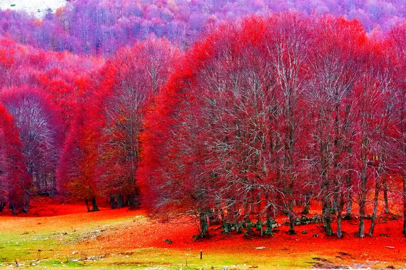 Red-leafed Trees in Forest — Red, Dramatic, Autumn
