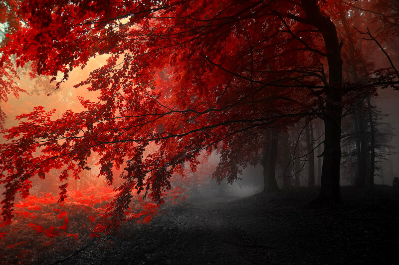 Red-leafed Trees in Forest — Red, Dramatic