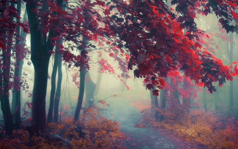 Red-leafed Trees in Forest — Red, Misty, Autumn, Photograph, Fog