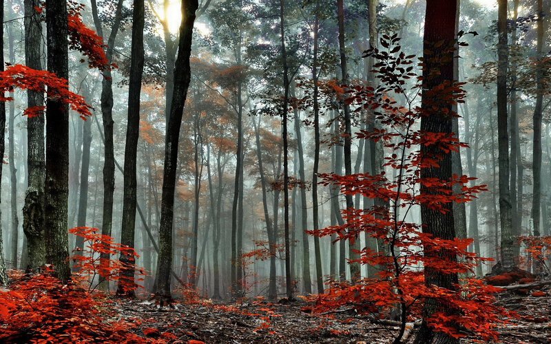 Red-leafed Trees in Forest — Red, Misty, Autumn, Photograph