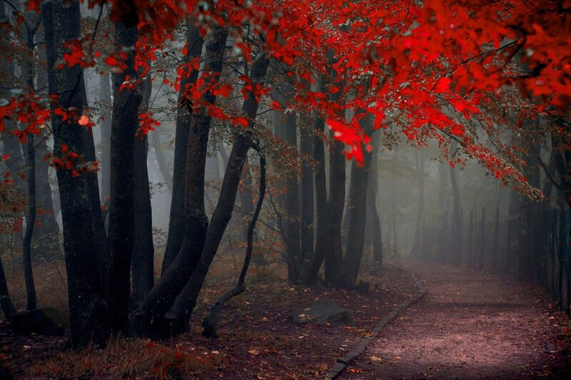 Red-leafed Trees in Forest — Red, Misty, Autumn
