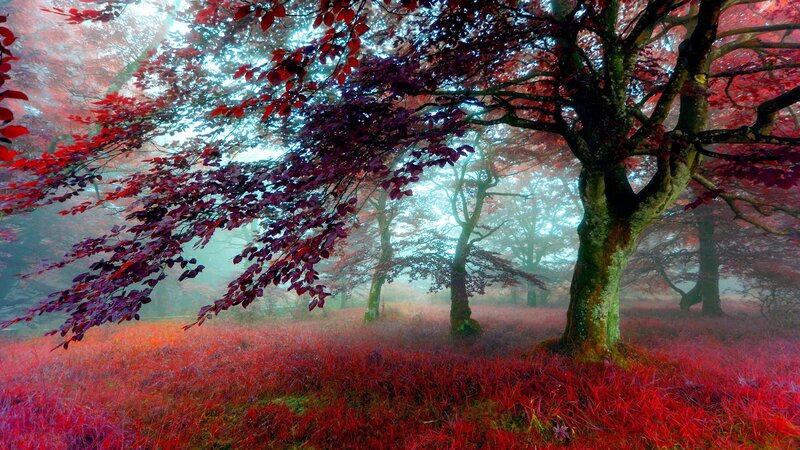Red-leafed Trees in Forest — Red, Misty