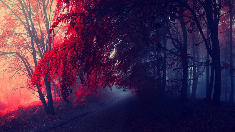 Red-leafed Trees in Forest — Red, Mysterious, Autumn, Digital Art, Path