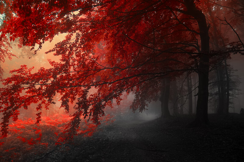 Red-leafed Trees in Forest — Red, Mysterious, Autumn, Photograph, Fog, Path