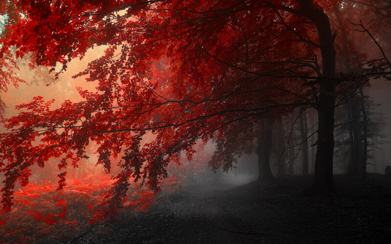 Red-leafed Trees in Forest — Red, Mysterious, Autumn, Photograph, Fog