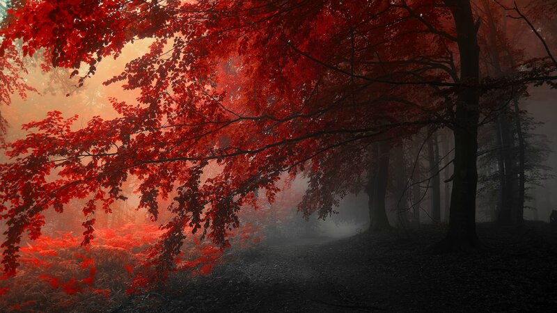 Red-leafed Trees in Forest — Red, Mysterious, Autumn, Photograph