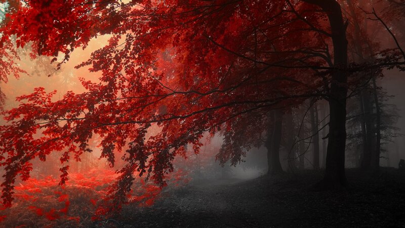 Red-leafed Trees in Forest — Red, Mysterious, Autumn