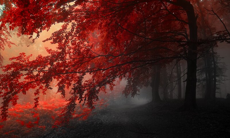 Red-leafed Trees in Forest — Red, Mysterious