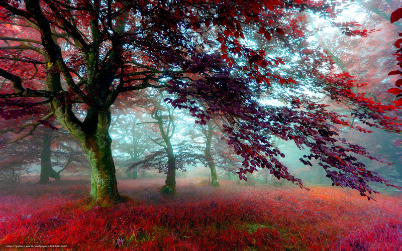 Red-leafed Trees in Forest — Red, Mystical, Autumn