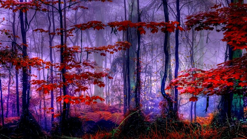 Red-leafed Trees in Forest — Red, Mystical